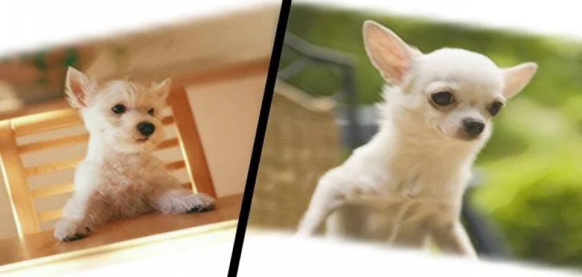 Köpeklerde Eklem Koruma Nasıl Olmalıdır