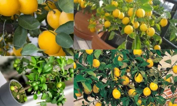 Limon Ağacı Yetiştirmek: Bahçenize Tazelik ve Doğallık Katın